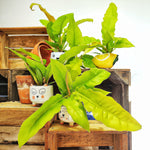 Philodendron Golden Crocodile – Rare and Bright Tropical Plant