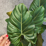 Philodendron Summer Glory (L)
