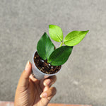 Bouture de Hoya Polyneura đż â Plante rare et Ă©lĂ©gante