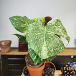 Monstera Mutation, 35cm