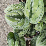 Scindapsus Kalimantan Tricolor plante panachée rare