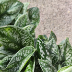 Scindapsus sp. Kalimantan green