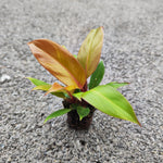 Philodendron Cherry Red