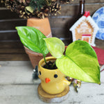 Epipremnum Lemon Meringue