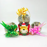 Boule de Noël Végétale Vivante – Cadeau Responsable et Durable