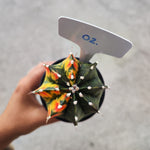 Gymnocalycium Variegata – Rare multi-colored cactus