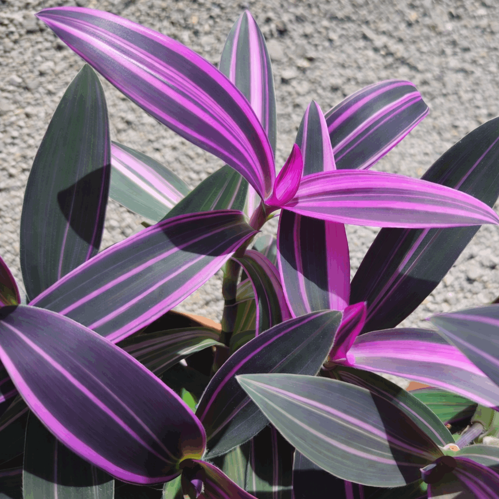 Bunte Tradescantia pallida-Stecklinge – Monjungle