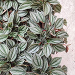 Peperomia NAPOLI NIGHTS monjungle