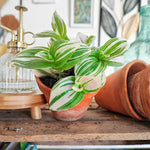 Tradescantia WHITE BRIGHTNESS monjungle