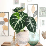 Alocasia Ninja et pas un alocasia Black Velvet monjungle