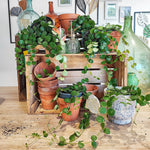 Aeschynanthus Pink Polka monjungle