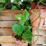 Hoya Parasitica Splash monjungle