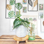 Cache pot ceramique fleurs doré ou argenté monjungle