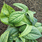 Amydrium medium silver monjungle