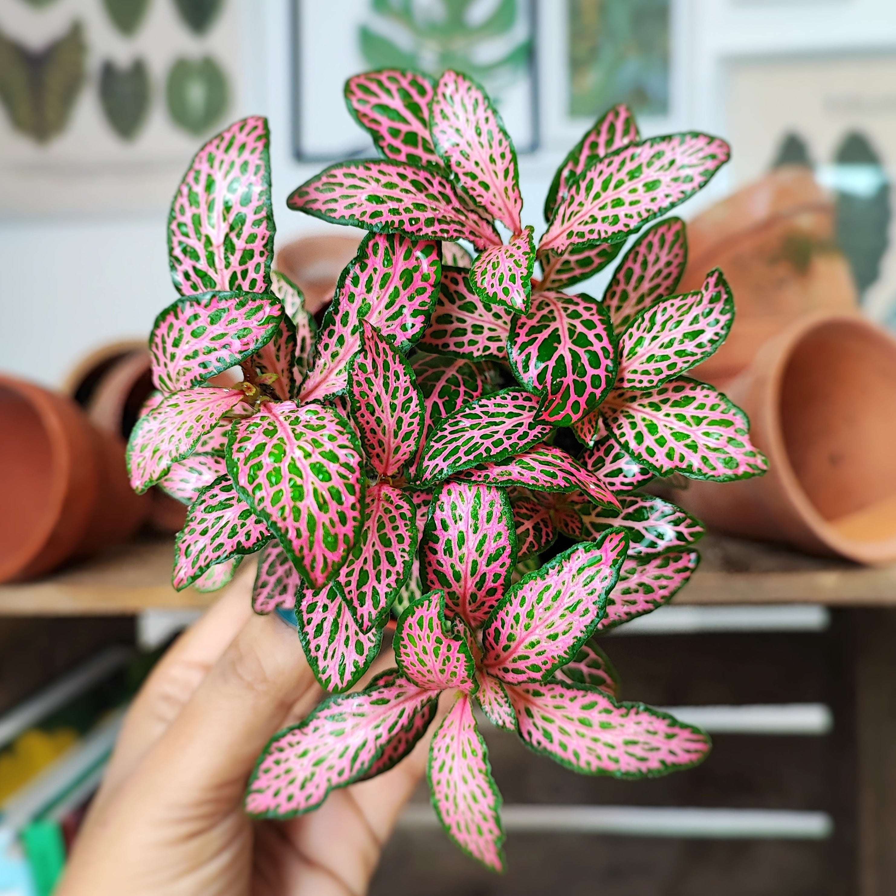 Pink Fittonia