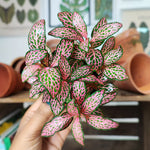 Fittonia rose- Fittonia Albivenis- plante nerveuse fittonia monjungle