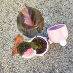 Syngonium Strawberry Ice bouture, Magnifique bouture 3 feuilles minimum monjungle