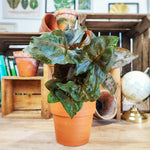 Syngonium BROCANTE DARK monjungle