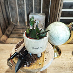 Hoya Lacunosa Black monjungle