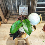 Hoya erythrina monjungle