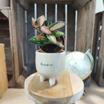 Hoya Sp Aff Burtoniae monjungle