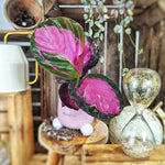 Calathea Rosey monjungle