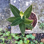 Ludisia Discolor ALBA monjungle