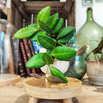 Hoya burtoniae green monjungle