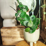 Hoya Mathilde SPLASH monjungle