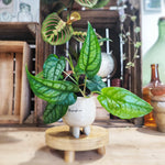 Monstera siltepecana boutures monjungle