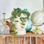 Hoya Curtisii Silver monjungle