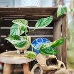 Epipremnum Pinatum MARBLE king monjungle