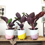 cache pot céramique 12cm 'GABBY' monjungle