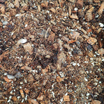 Anthurium Mélange monjungle