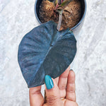 Alocasia Inferalis BLACK MAGIC monjungle