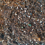 Substrat COLEUS monjungle