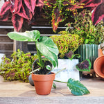 Monstera Thai Constellation monjungle