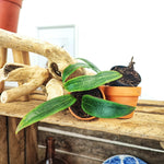 Bouture Hoya Soligamiana monjungle