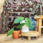 Bouture Hoya Nicholsoniae monjungle