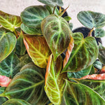 Philodendron EL CHOCO RED S monjungle