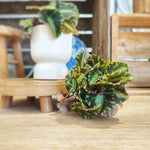 Begonia Cleopetra monjungle