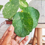 Pilea SUGAR monjungle
