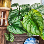 Philodendron Mamei Silver Cloud monjungle