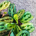Maranta cristata 'Intense', Maranta Bicolor monjungle
