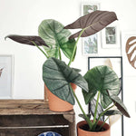 Alocasia BISMA SILVER monjungle