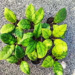 Hoya Callistophylla Tricolor monjungle