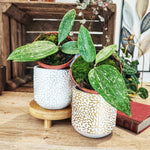 Hoya Rangsan, pied mère monjungle