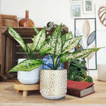 Aglaonema White Kiwi monjungle