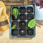 Fluval Stratum: Substrat Idéal pour bouturage monjungle