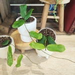 Hoya rotundiflora monjungle